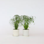Umbrella Plant - 2 Pcs. - Cyperus Alternifolius - Height 40-50cm - ⌀14cm | Set-of-2 | Green