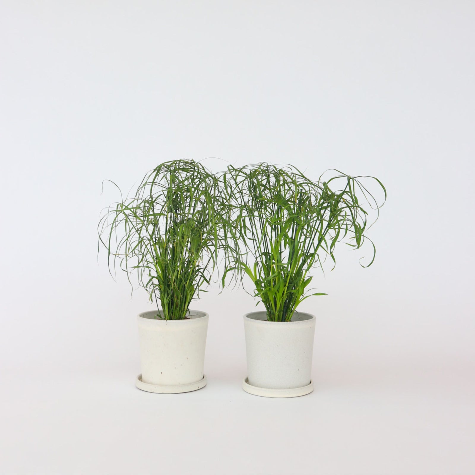 Umbrella Plant - 2 Pcs. - Cyperus Alternifolius - Height 40-50cm - ⌀14cm | Set-of-2 | Green