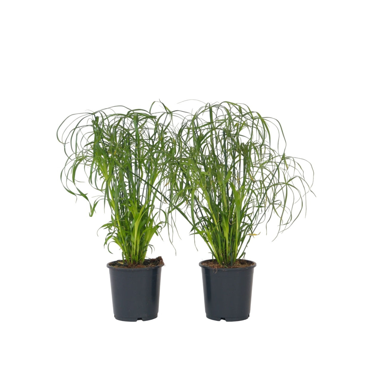Umbrella Plant - 2 Pcs. - Cyperus Alternifolius - Height 40-50cm - ⌀14cm | Set-of-2 | Green