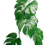 6 X 100cm Artificial Hanging Trailing Monstera Plant