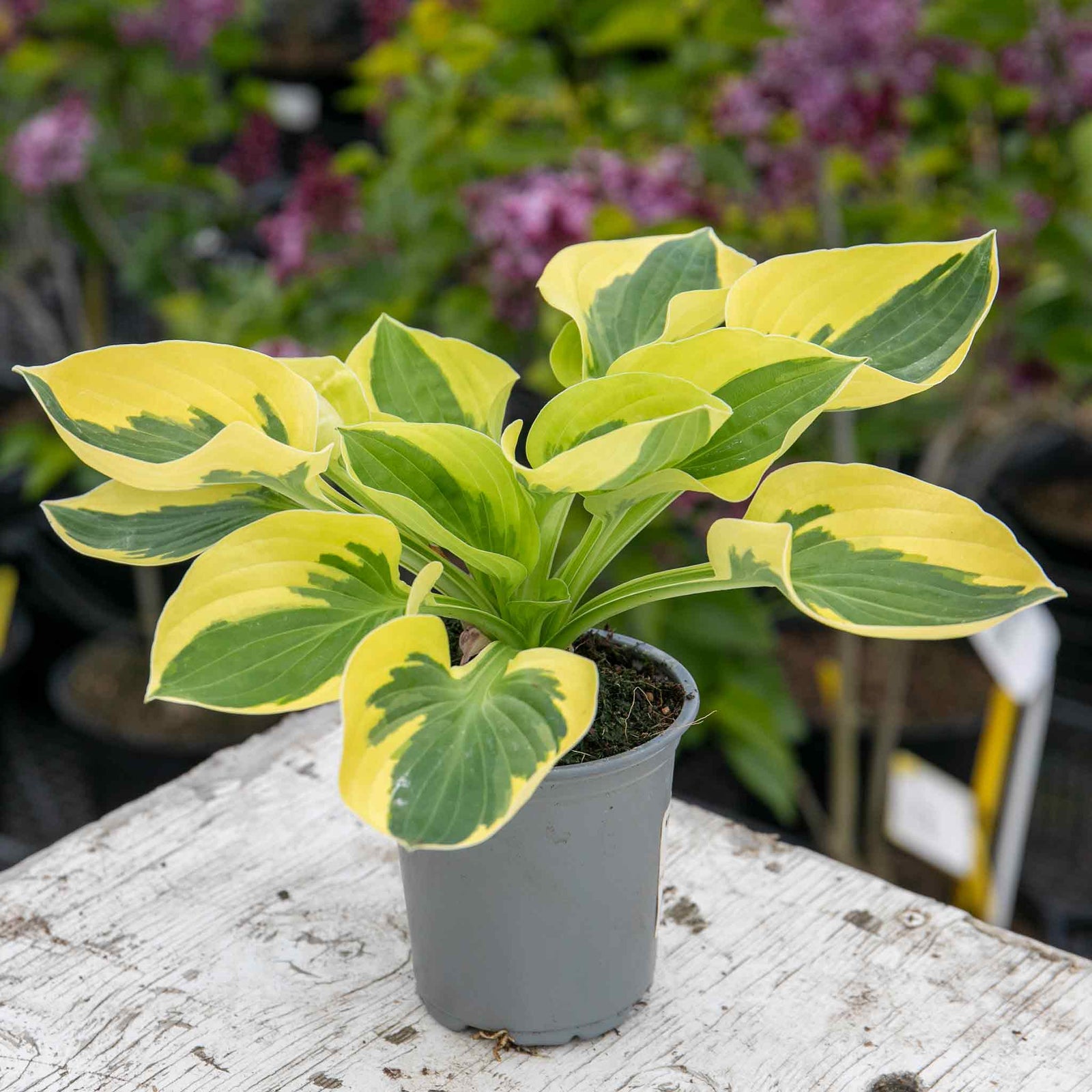 Hosta 'brim Cup' Compact Variegated Shade Hosta 9cm Plant | 1 x 9cm | Multi
