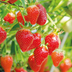 Thompson & Morgan Strawberry Summer Long Collection - 9 Plants + Stacking Planter