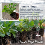 Geum 'pink Petticoat' Compact Pink Perennial For Borders And Containers | 6 x Jumbo Plugs | Pink