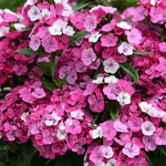 Thompson & Morgan Dianthus 'dart Pink Magician' Garden Ready Perennial Flowers X12