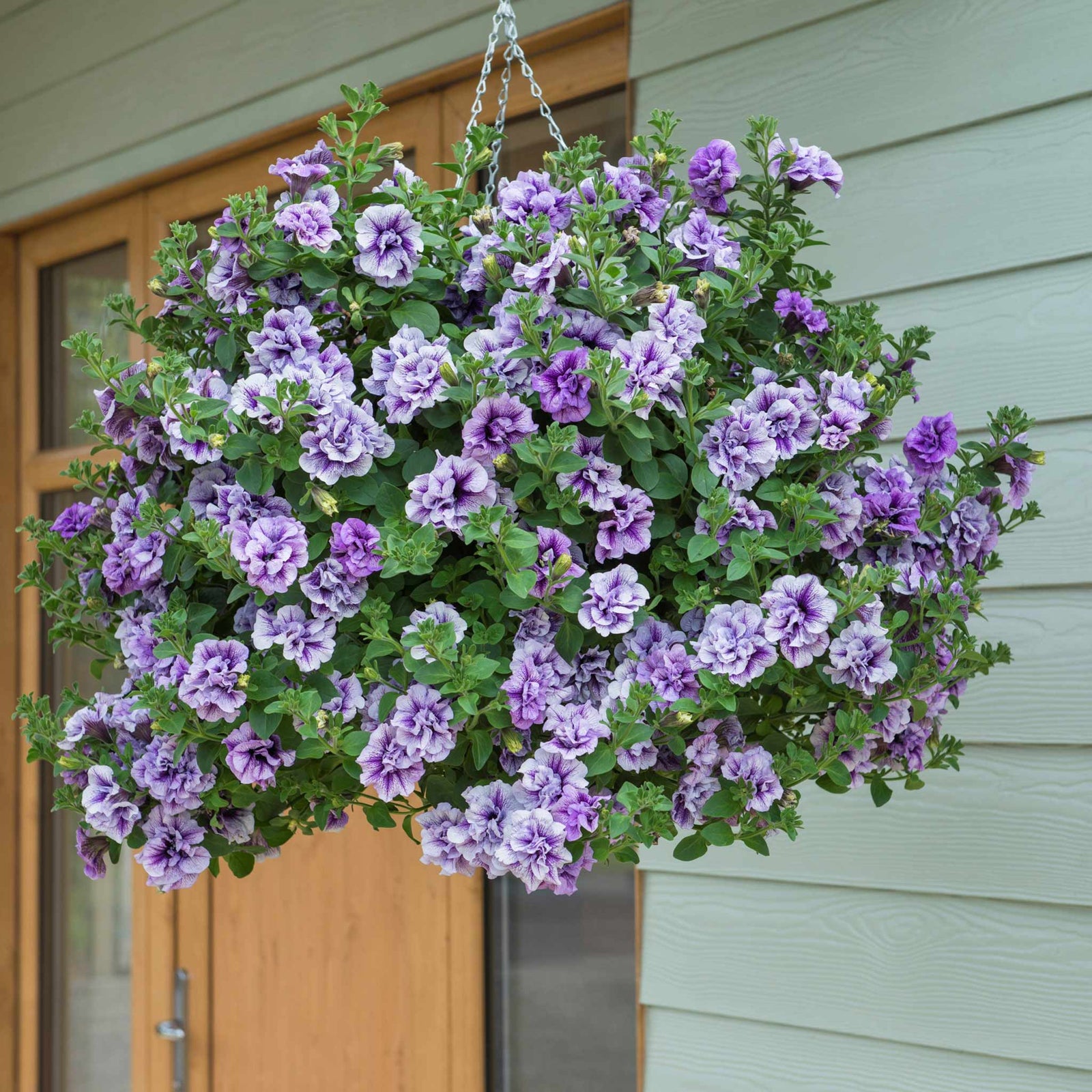 Petunia Tumbelina Collection, 6 Or 12 Plug Plants, Double-flowered Pink Plug Plants | 6 x Plug Plants | Pink