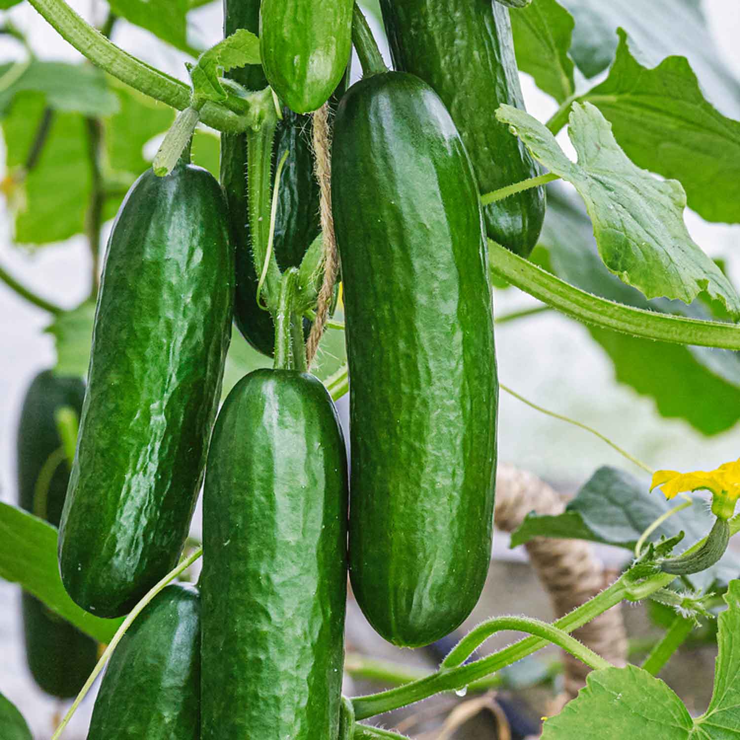 Grafted Cucumber 'picolino', All-female Disease-resistant Mini Cucumbers 7cm Plants | 1 x 7cm | Green