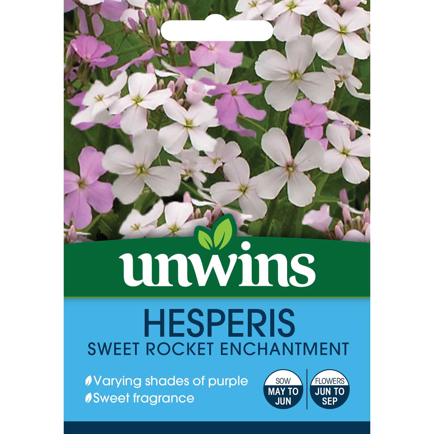 Sweet Rocket 'enchantment' (hesperis Matronalis) Seeds | 100 Seeds | Green