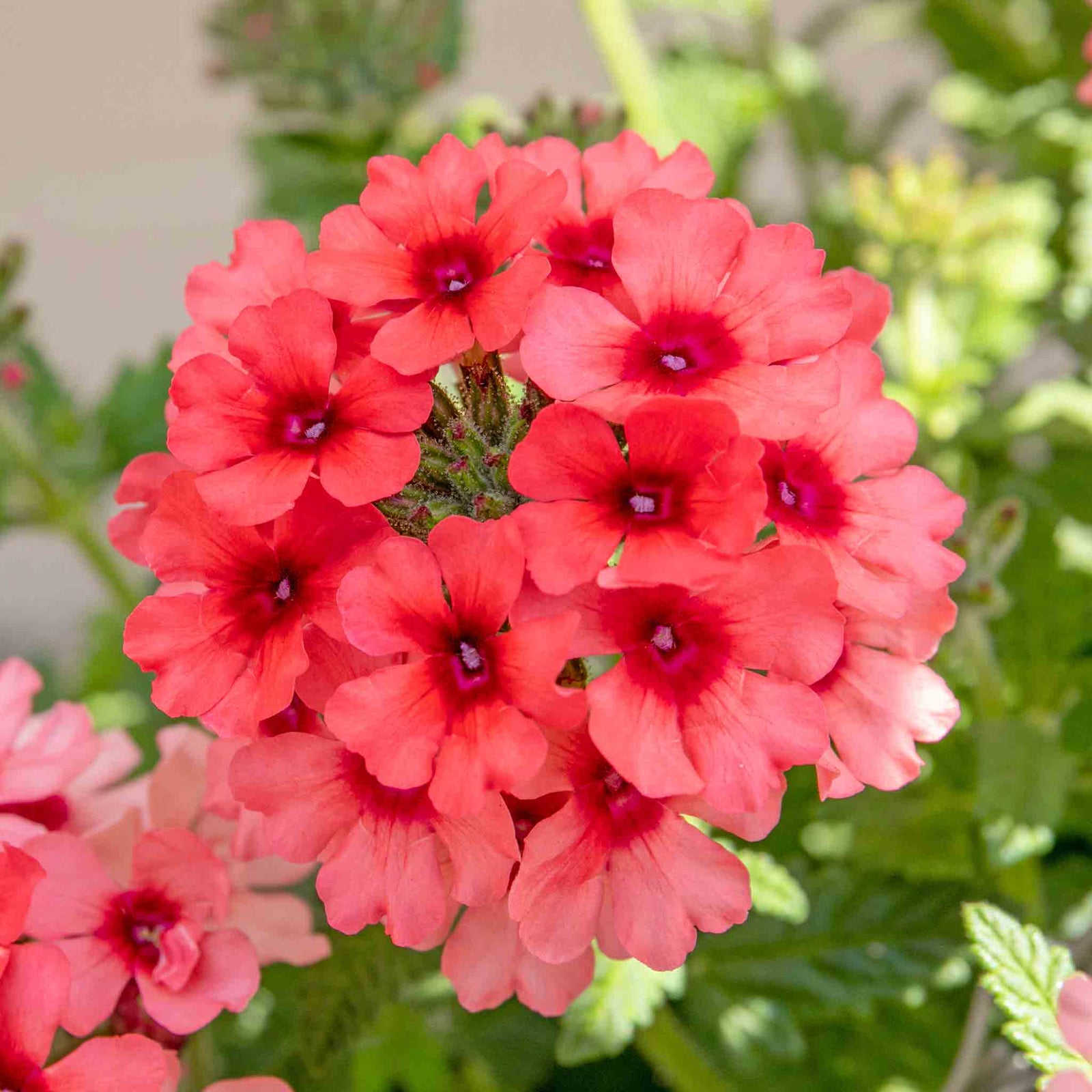 Verbena 'showboat Mango' Orange Bedding Plant | 12 x Plug Plants | Multi Colour