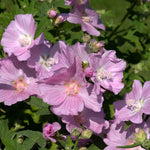 Lavatera 'marshmallow Strawberry Cream' Compact Pink-flowering Shrub To 150 Cm Plant | 1 x 9cm | Purple