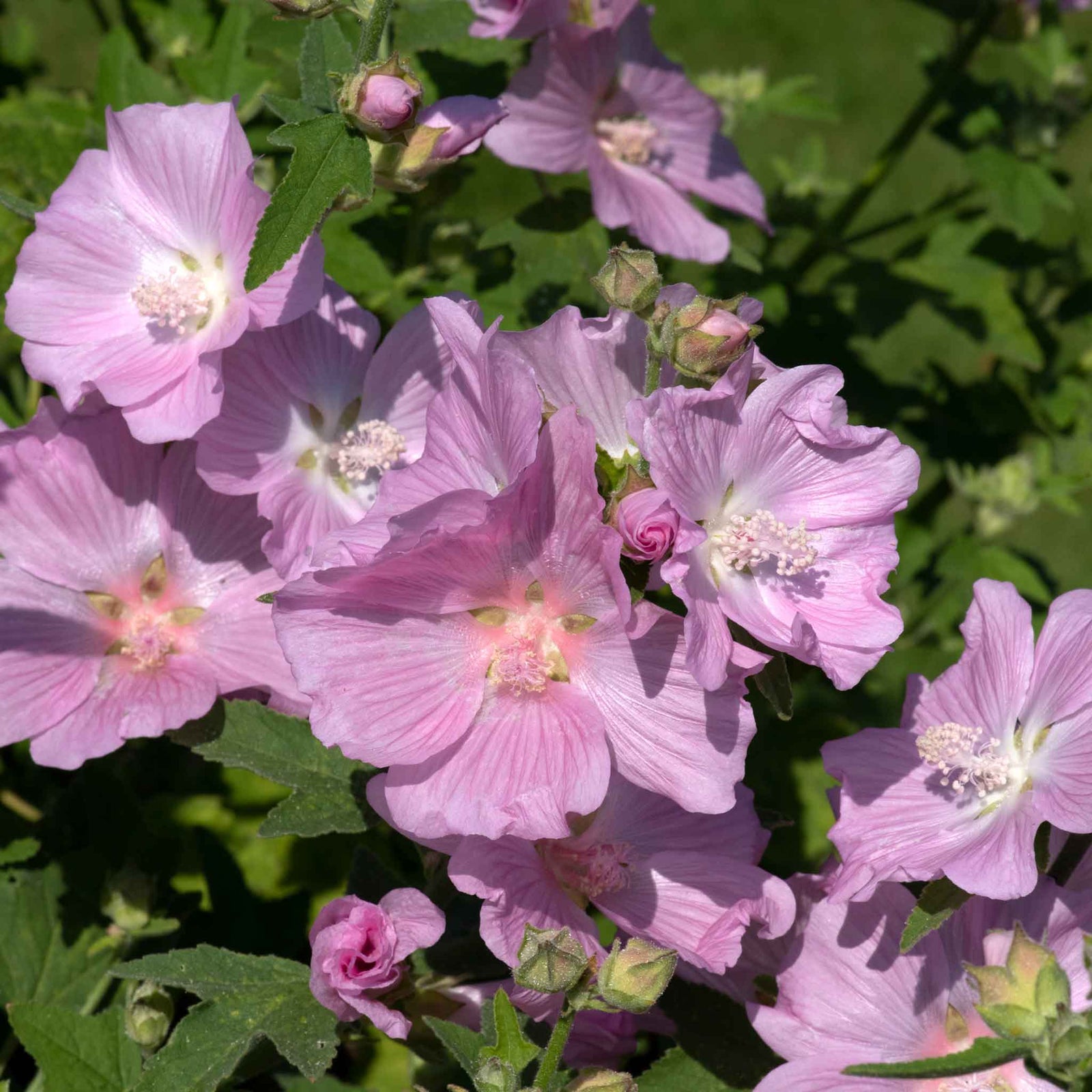 Lavatera 'marshmallow Strawberry Cream' Compact Pink-flowering Shrub To 150 Cm Plant | 1 x 9cm | Purple