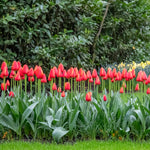 Tulip 'worlds Favourite' | 10 x Bulbs | Orange & Yellow