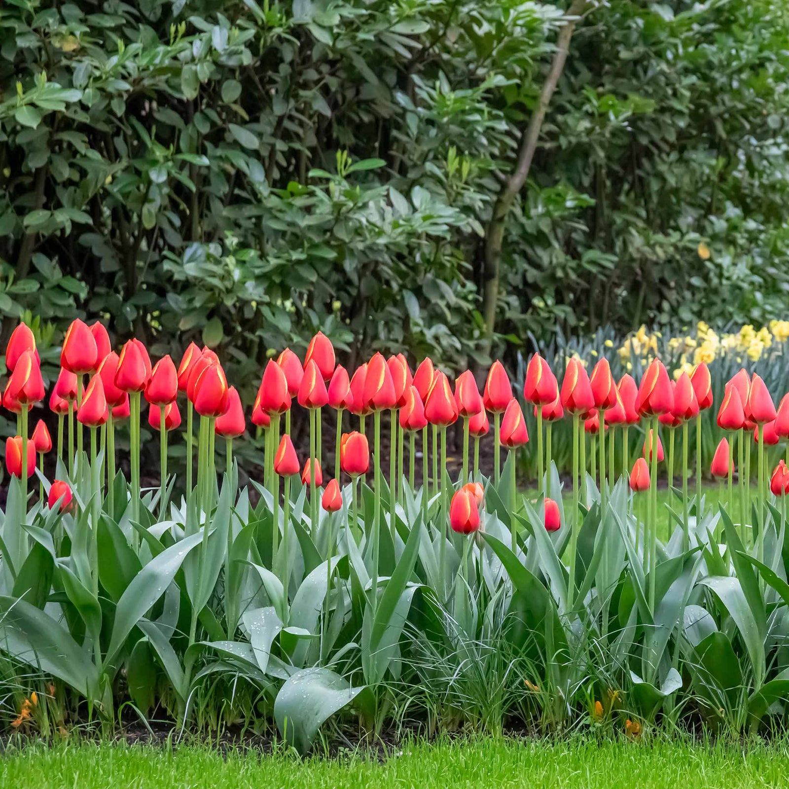 Tulip 'worlds Favourite' | 10 x Bulbs | Orange & Yellow