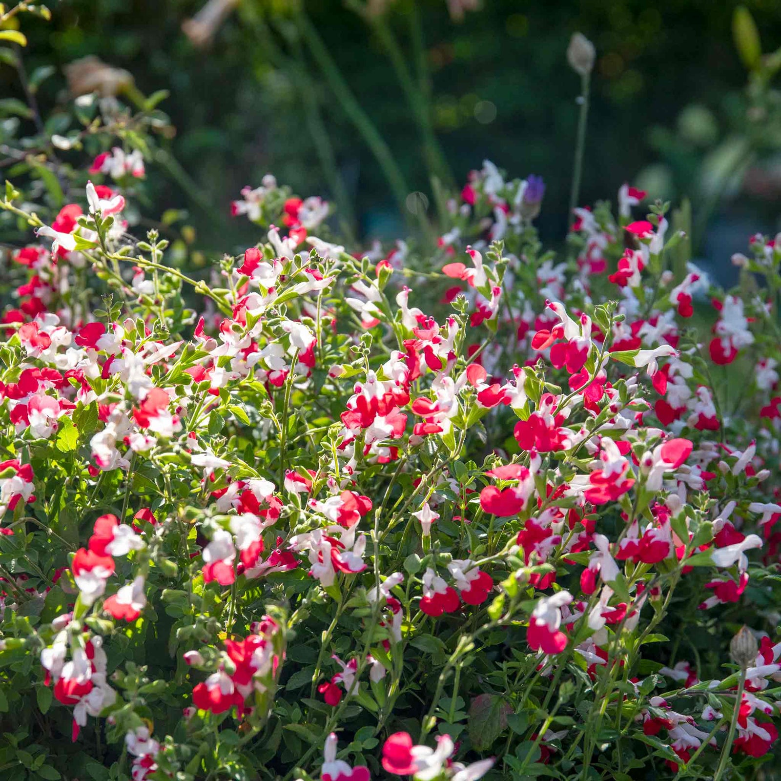 Salvia 'hot Lips' Bee-attracting Perennial | 6 x Jumbo Plugs | Red
