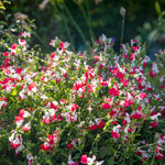 Salvia Little Kiss 2l Perennial | Set of 1 | Green & White