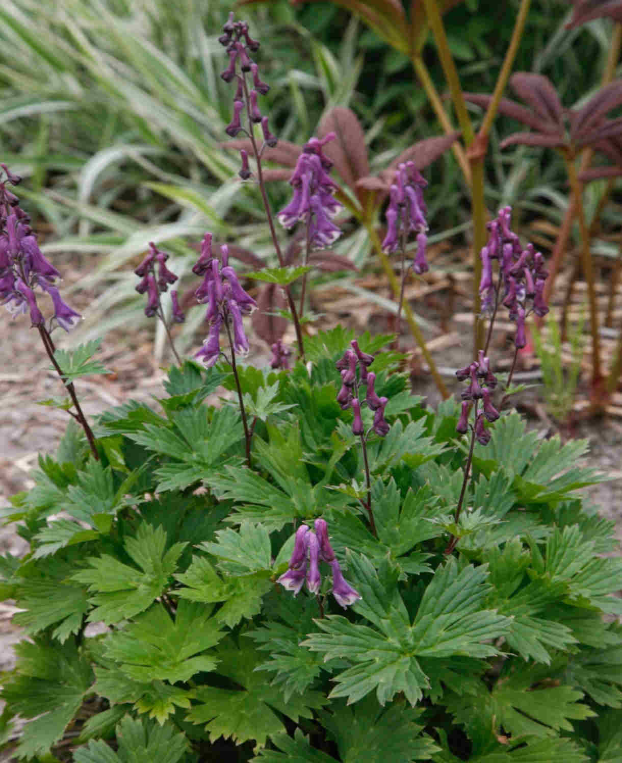 Aconitum 'purple Sparrow' - 1.5L pots | Set-of-1 | Purple