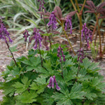 Aconitum 'purple Sparrow' - 1.5L pots | Set-of-3 | Purple