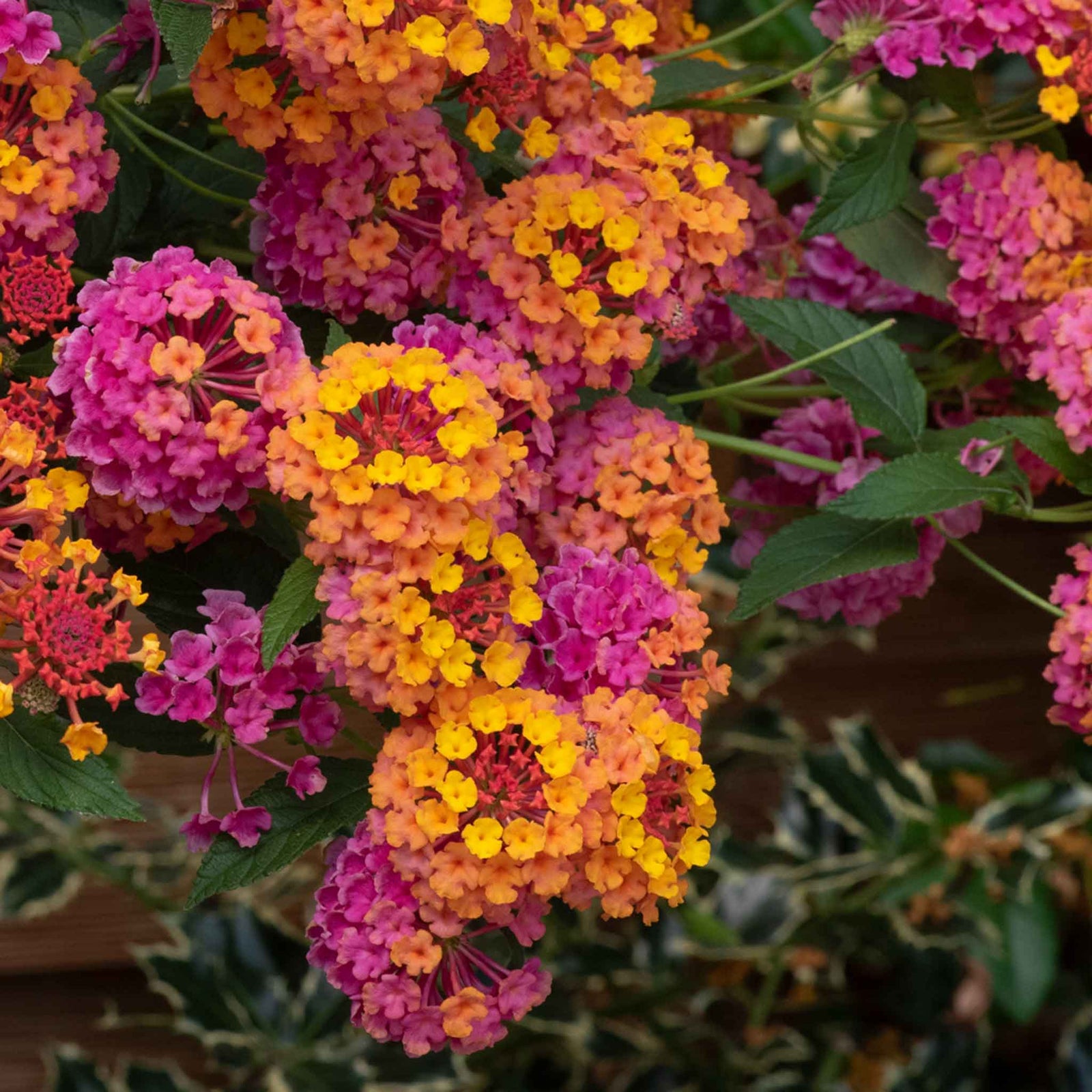 Lantana 'passion Fruit' Trailing Pink And Orange Bedding Plant | 12 x Plug Plants | Multi