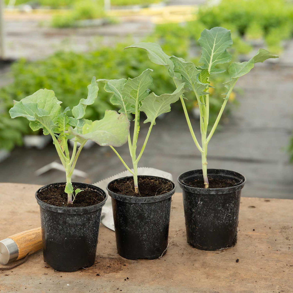Broccoli 'marathon' Plant | 9 x 9cm | Green