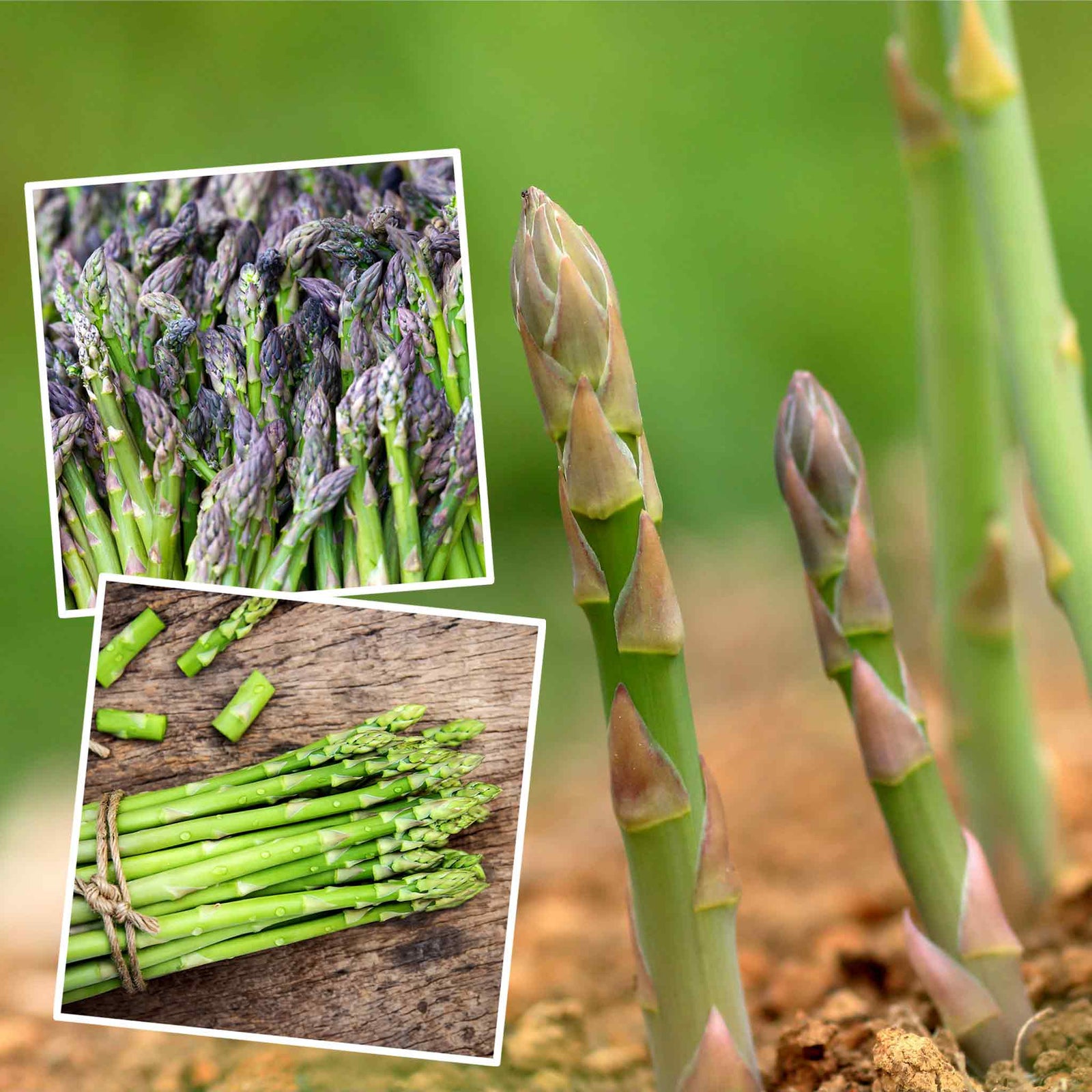 Asparagus Crowns Long Season Collection (gijnlim, Javelim, Backlim) | Set of 15 | Green
