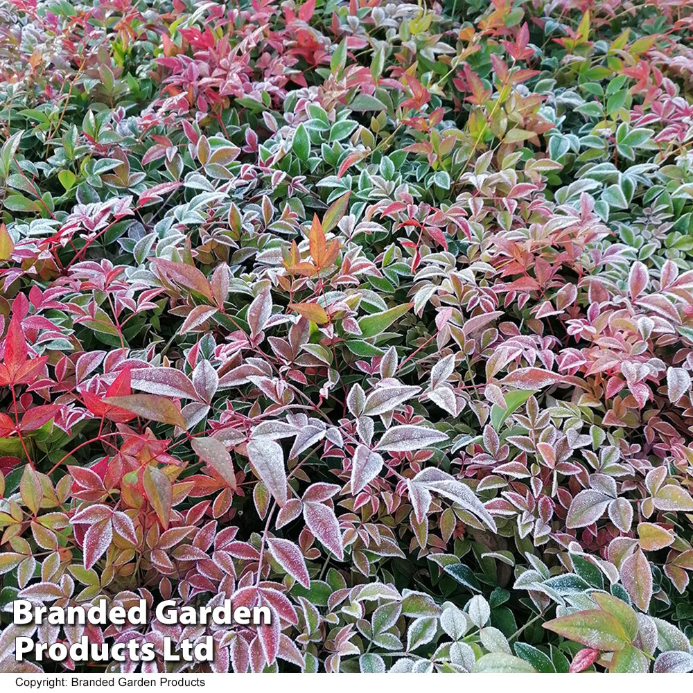 Nandina Domestica Obsessed | Set of 1