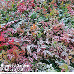 Nandina Domestica Obsessed | Set of 3