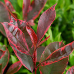 Photinia X Fraseri 'louise' Variegated Evergreen, Compact Hedge And Small Tree | 1 x 9cm | Green & Pink