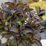 Weigela 'ebony And Ivory' - Compact White-flowering Shrub | 3 x 7cm Plants | Green