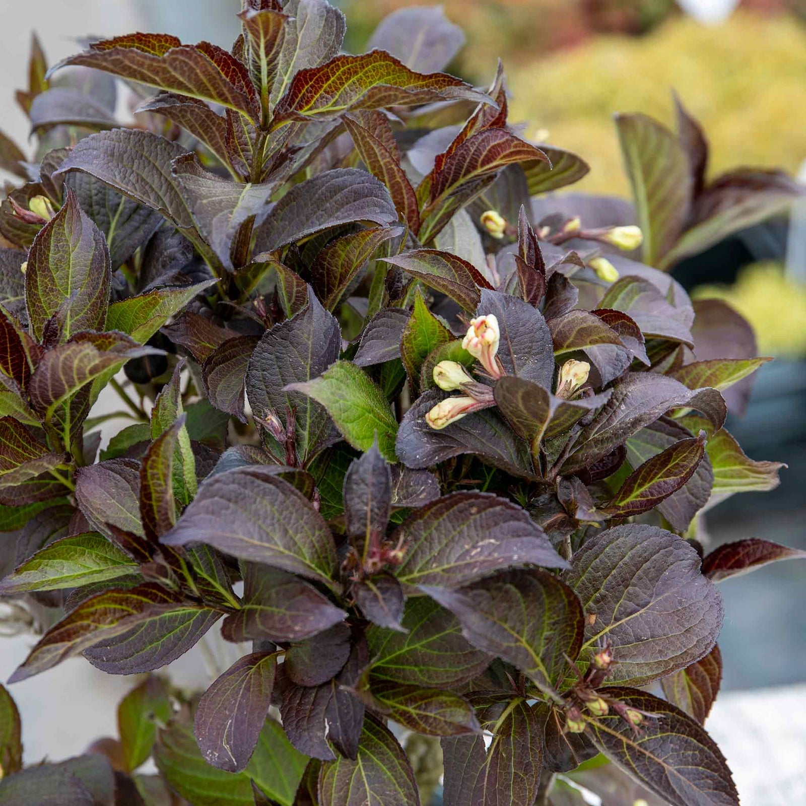 Weigela 'ebony And Ivory' - Compact White-flowering Shrub | 3 x 7cm Plants | Green