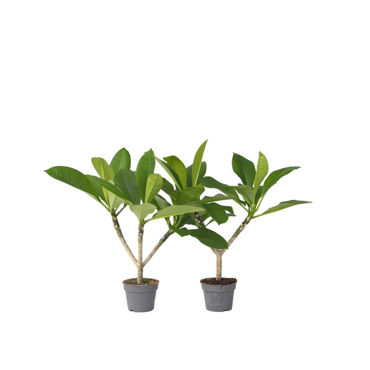 Frangipani - 2 Pcs. - Plumeria Rubra - Height 45-55cm - ⌀17cm | Set-of-2 | Pink