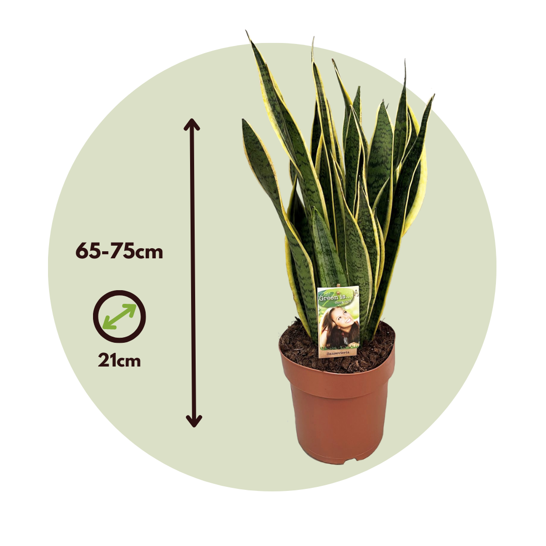 Snake Plant - Sansevieria Trifasciata Laurentii - Height 65-75cm - ⌀21cm | Set of 1 | Green