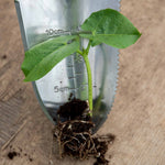 Stardust Runner Beans | 12 x Pro Grower Plugs | Green