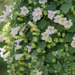 Lofos 'compact White' Trailing Bedding Plug Plants | Set of 12 | White