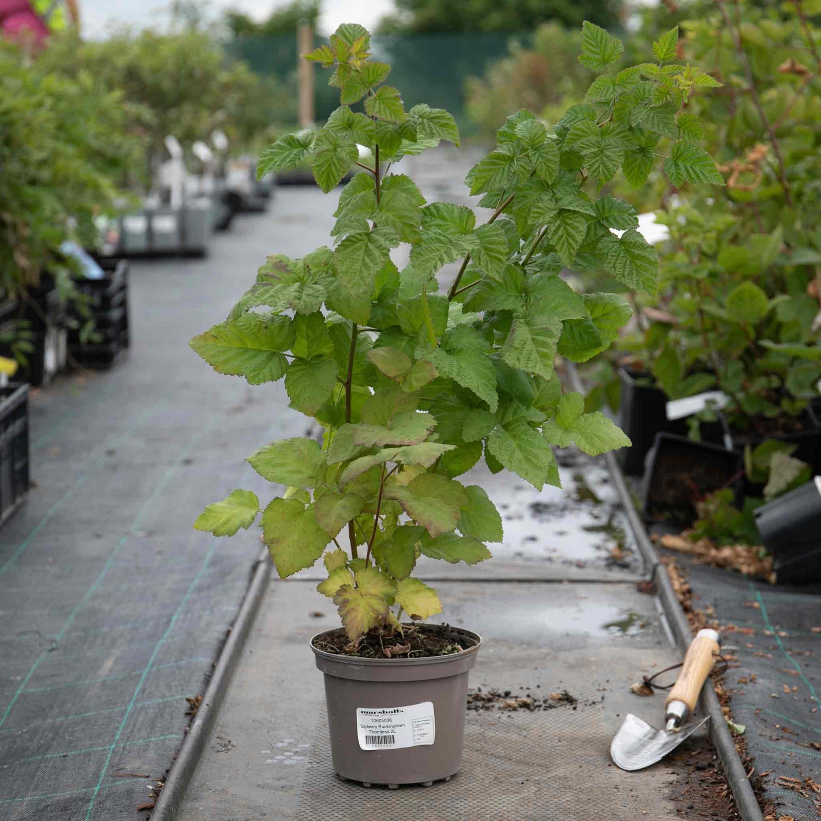 Tayberry Buckingham Thornless Raspberry Plant | 1 x 3L | Purple & Green