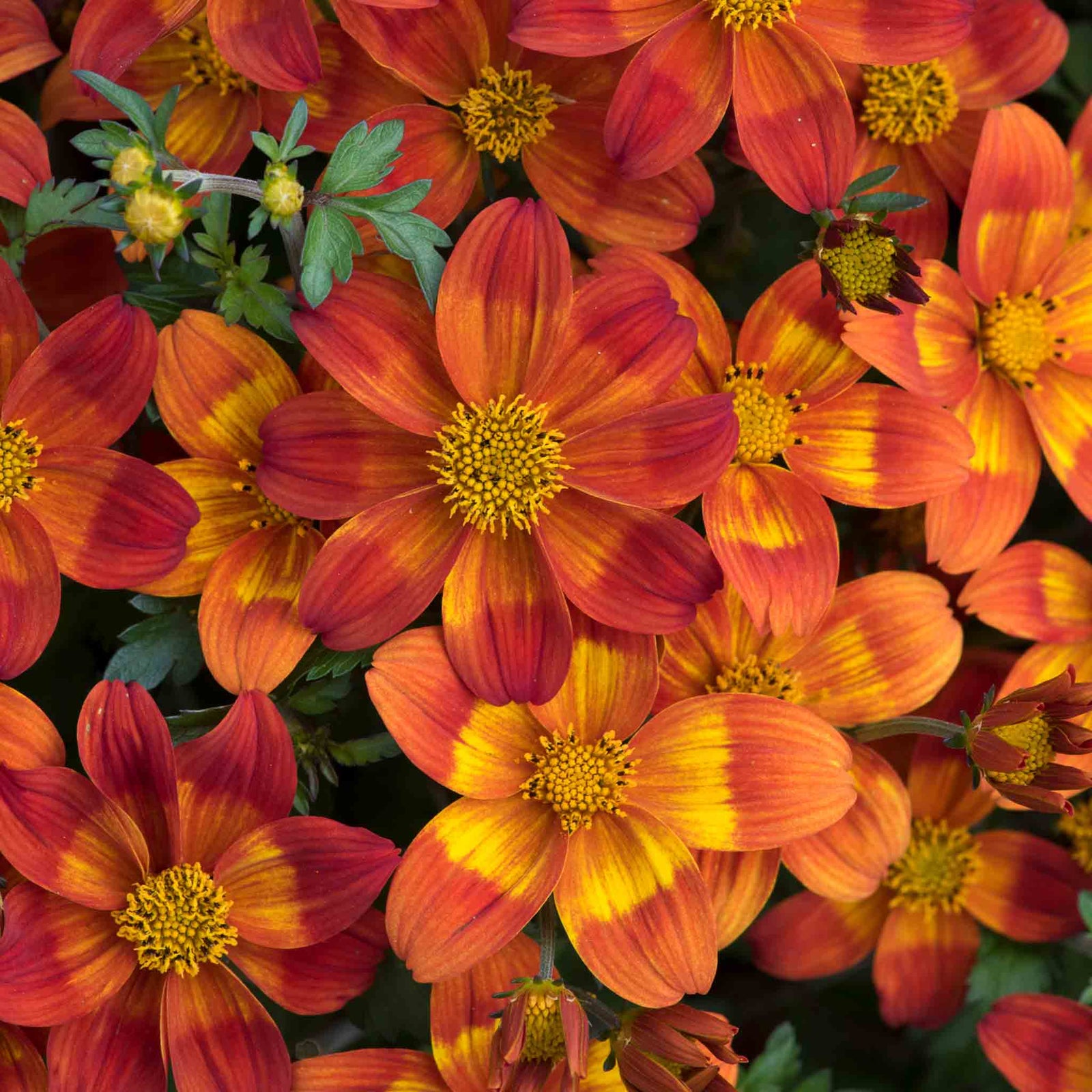 Bidens 'bee Happy Red Improved' Trailing Red Bedding Plant | 6 x Plug Plants | Red