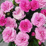 The Dianthus ‘supertrouper’ Collection - Plug Plants | Set-of-5 | Multi