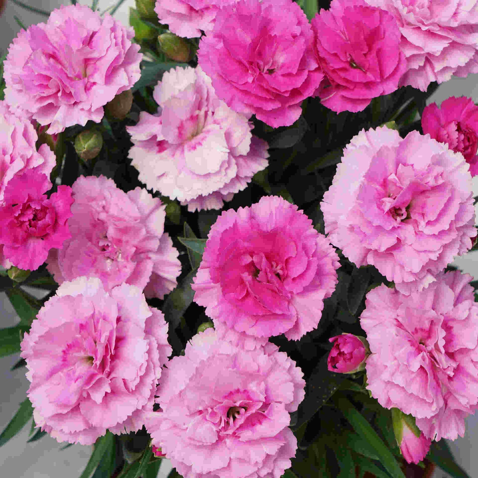 The Dianthus ‘supertrouper’ Collection - Plug Plants | Set-of-5 | Multi