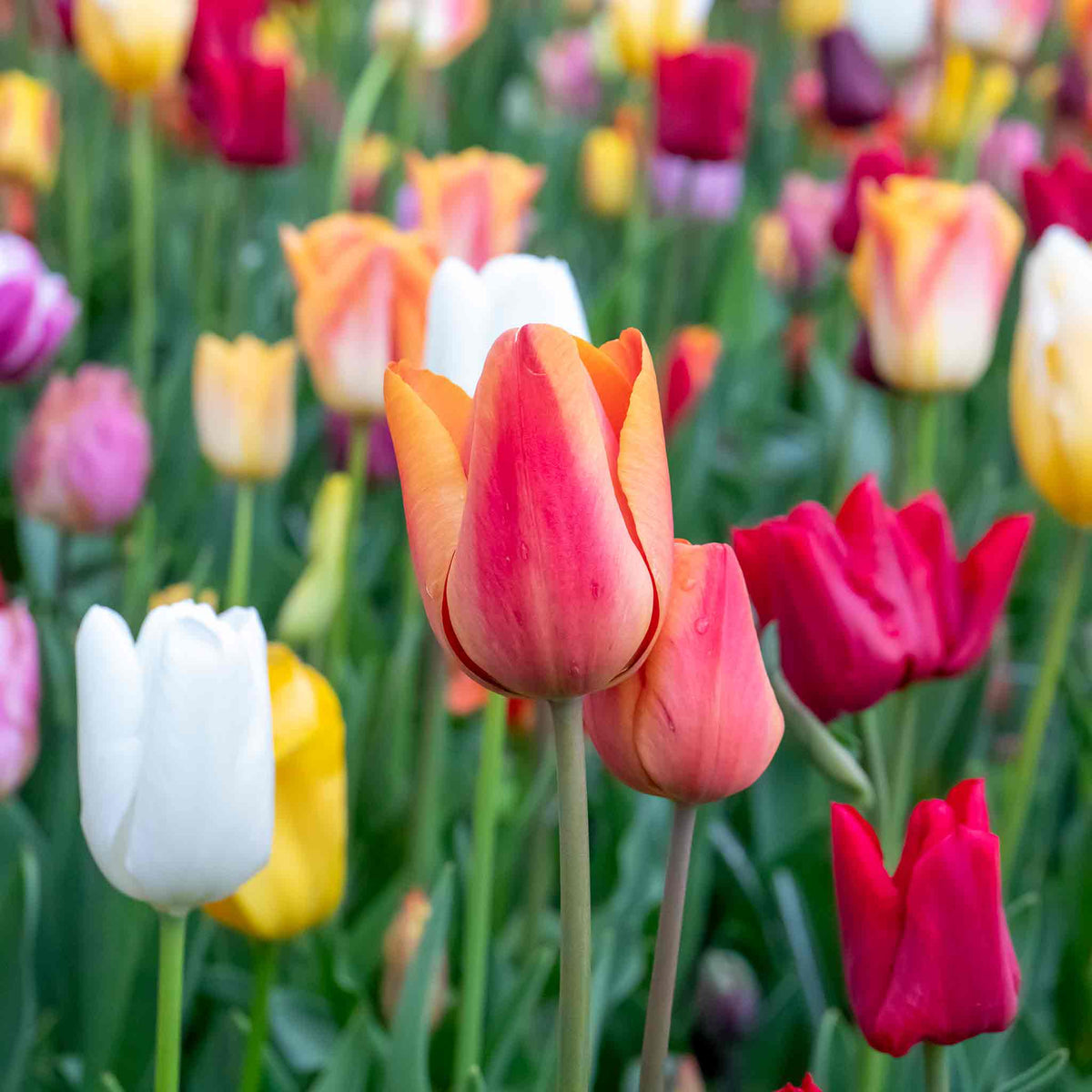 Tulip Bulbs Mixed Border Collection 50 Bulbs | 50 x Bulbs | Mixed