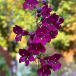 Perfect Penstemon Mix - Young Plants | 6 x Plug Plants | Multi