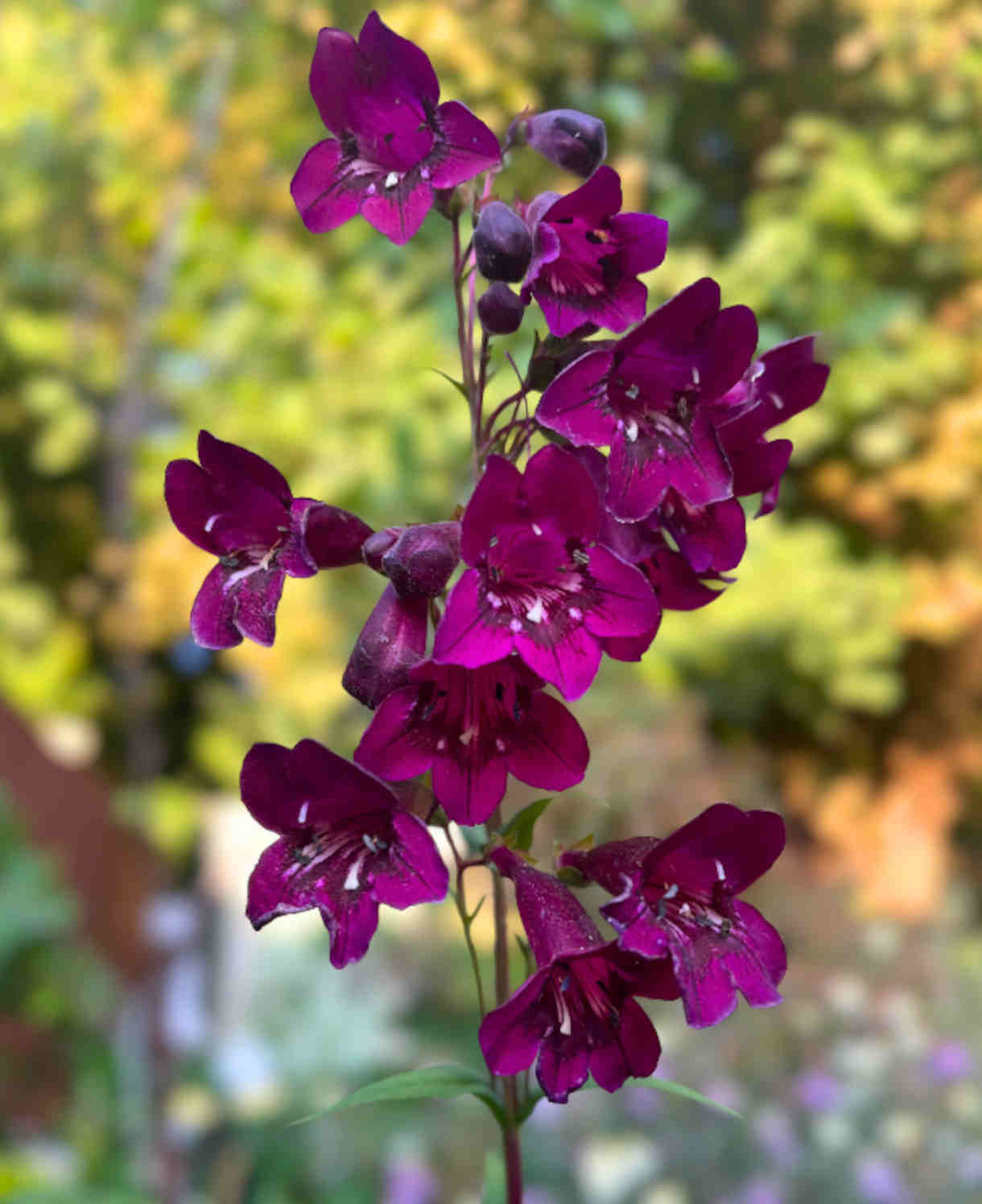 Perfect Penstemon Mix - Young Plants | 6 x Plug Plants | Multi