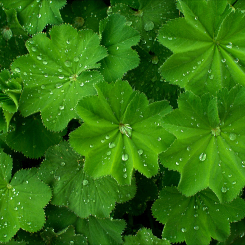 Alchemilla Mollis - Lady's Mantle 3 X 9cm Pots