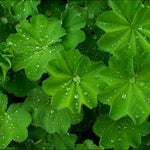 Alchemilla Mollis Thriller - 3 Plug Plants