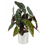 Artificial 40cm Spotty Begonia Maculata Plant