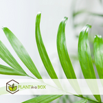 Parlour Palm - 2 Pcs. - Chamaedorea Elegans - Height 50-60cm - ⌀17cm | Set of 2 | Green