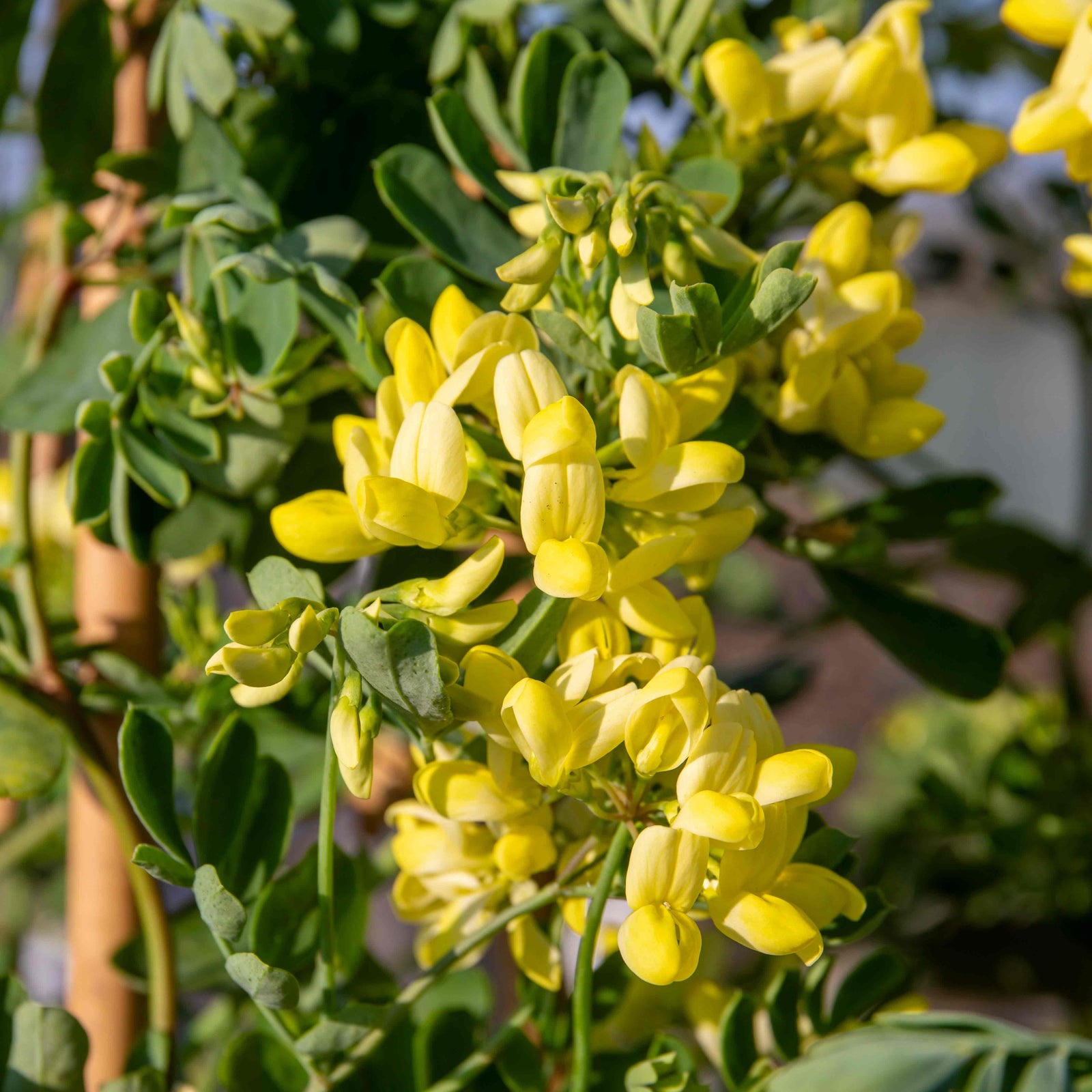Coronilla 'glauca Citrina' - Evergreen Shrub With Scented Pale Lemon Flowers | 1 x 9cm