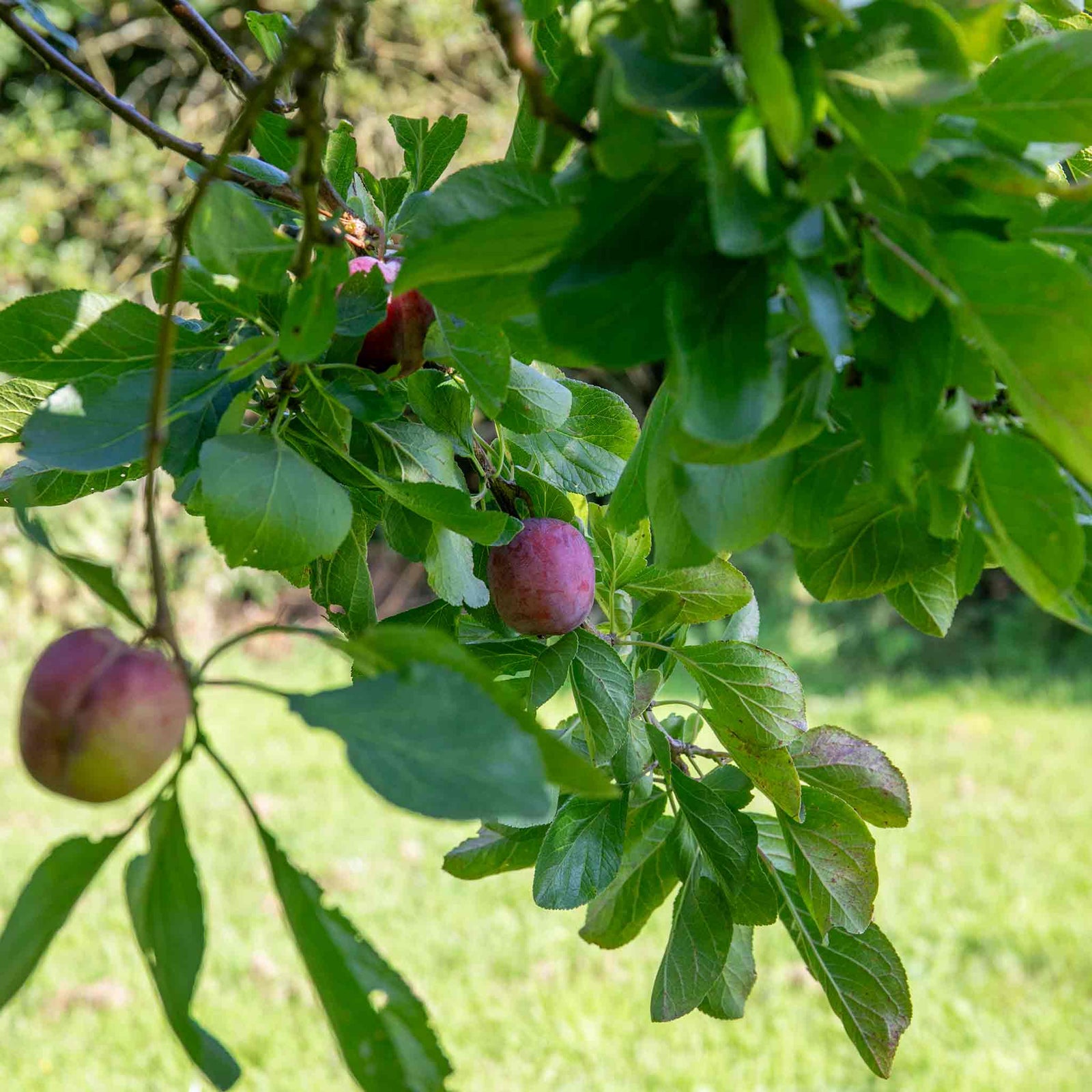 Plum Tree Marjorie's Seedling Bare-root Late-season Bare Root | 1 x Bare Root | Purple