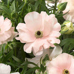Ranunculus Butterfly 'ariadne' - Tubers | Set-of-3 | Pink