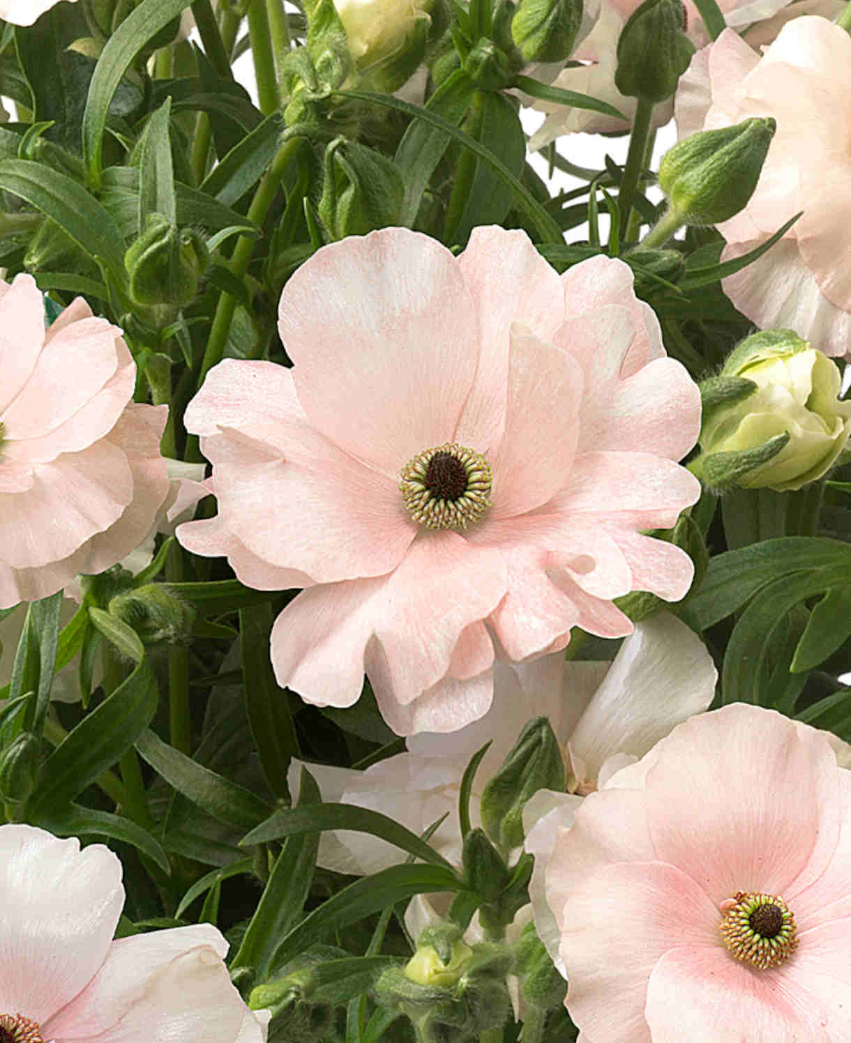 Ranunculus Butterfly 'ariadne' - Tubers | Set-of-3 | Pink