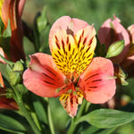 Hayloft Alstroemeria Majestic Garden 'bauge' - 3 X 9cm Pots