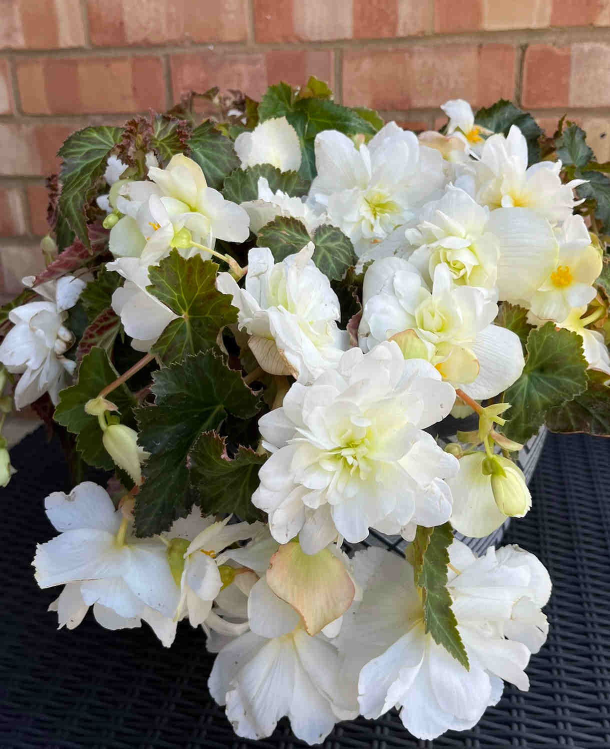 Hayloft Begonia Illumination White - 24 Young Plants