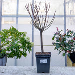 Nectarine 'flavourtop' Patio Mini Stem Tree | 1 x 5L